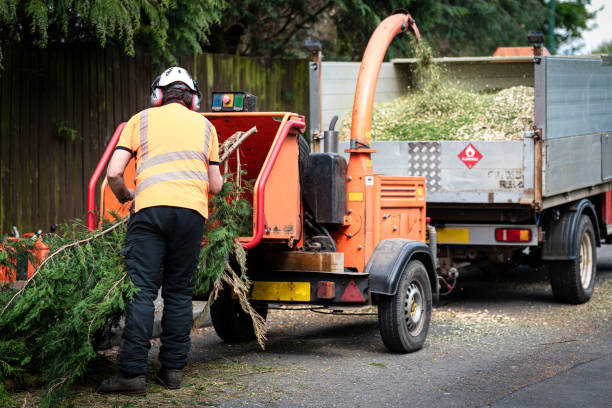 Best Tree Root Removal  in Duryea, PA